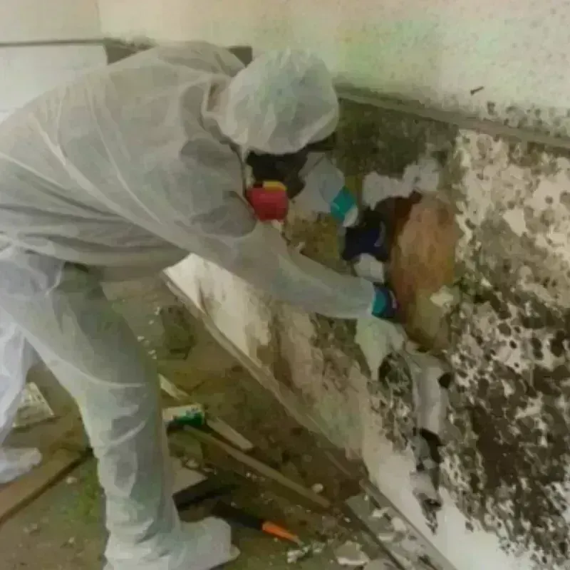 Mold Remediation and Removal in Osceola, MO